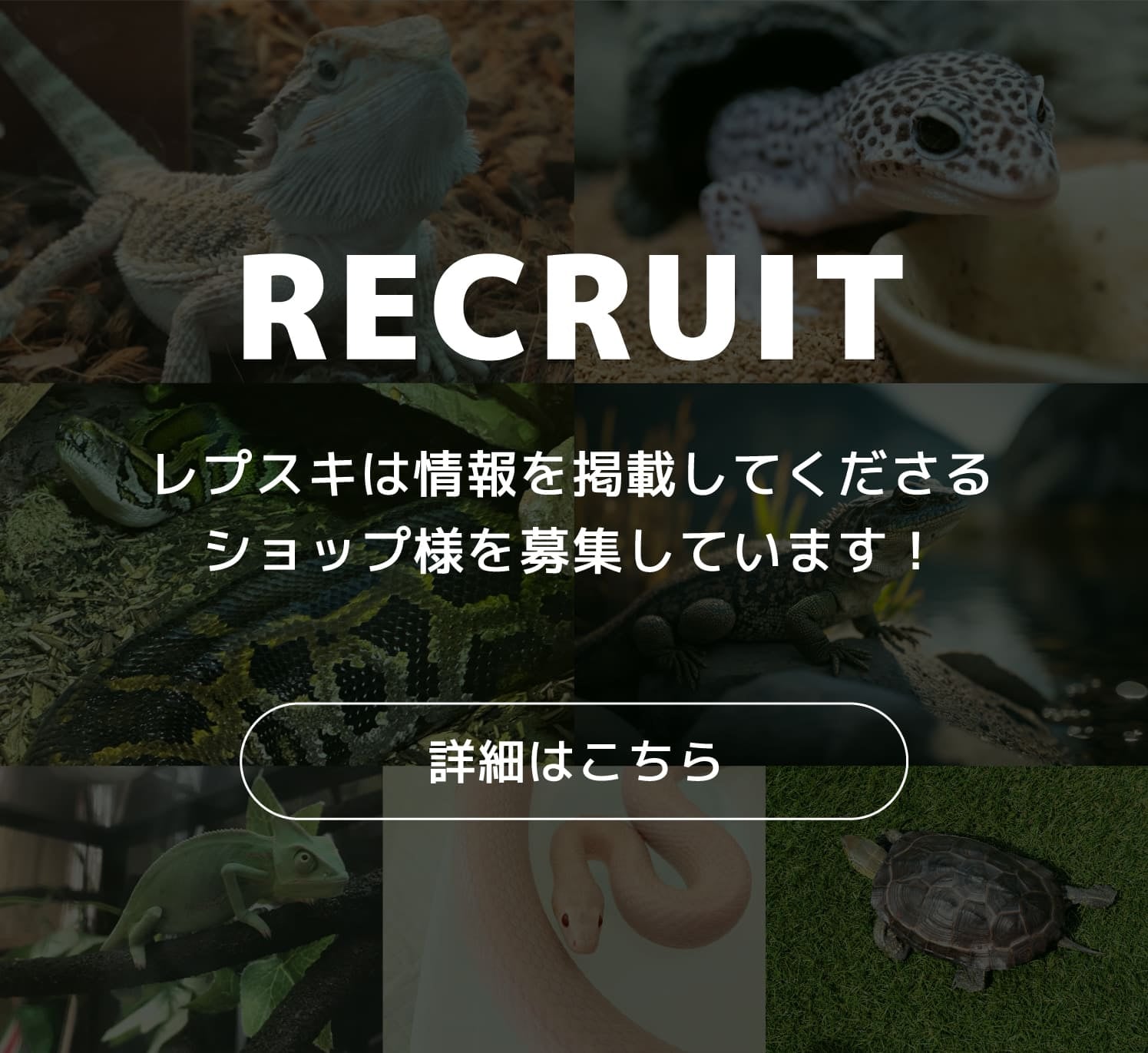 レプスキは情報を掲載してくださるショップ様を募集しています