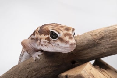 ニシアフリカトカゲモドキ