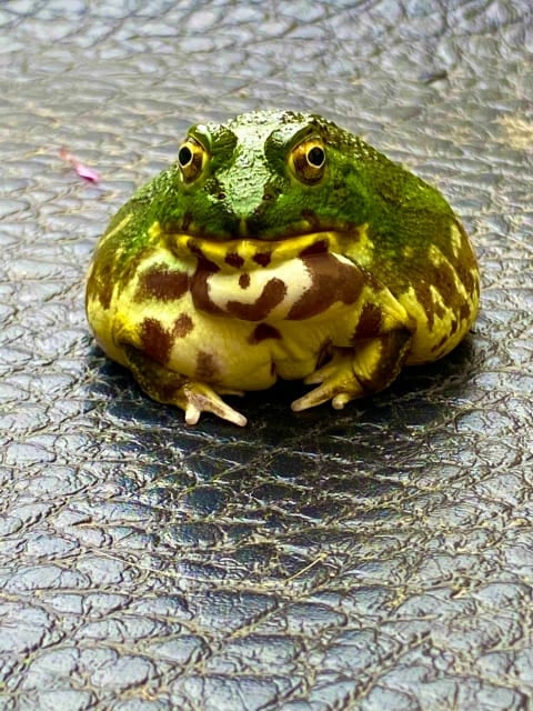 チャコガエル