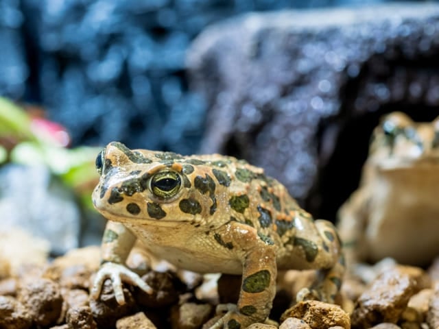 ヒキガエル