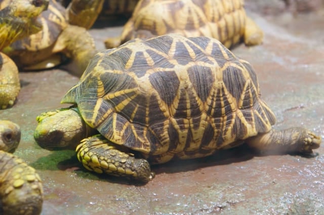 インドホシガメ