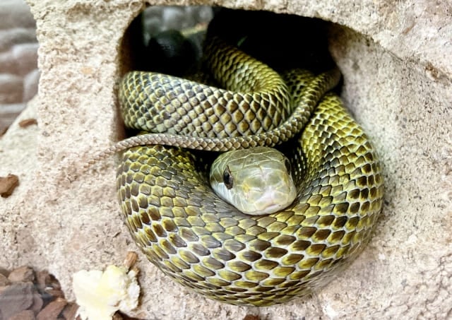 アオダイショウ