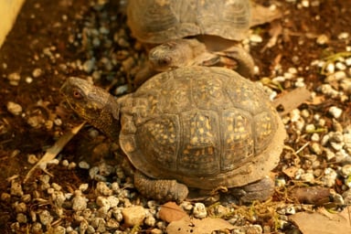 トウブハコガメ