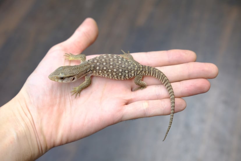 サバンナモニター