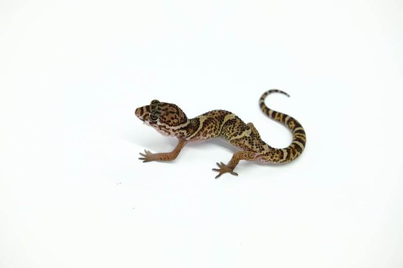 ボウシトカゲモドキ