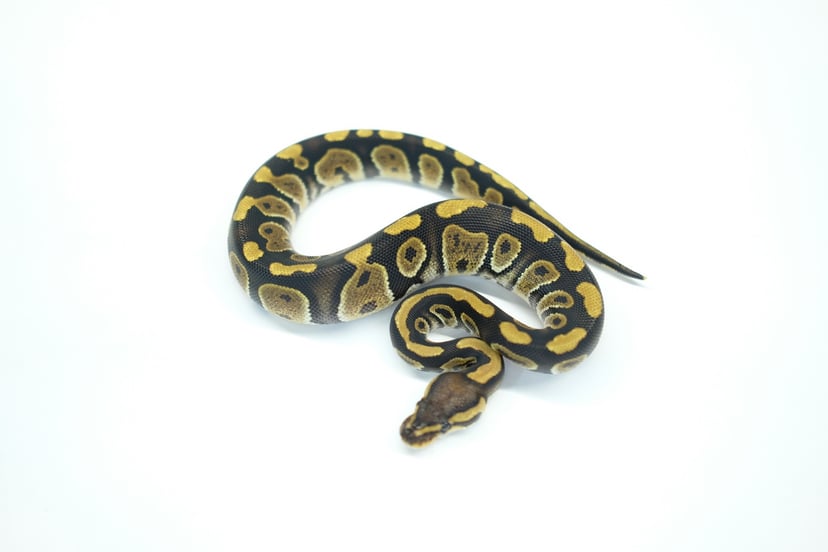 チョコレートヘテロクラウン＆GS