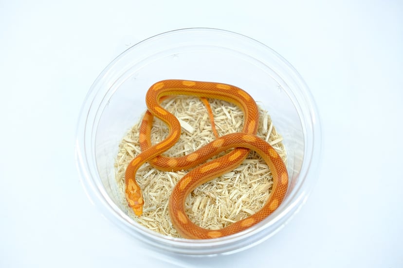 アルビノモトリー