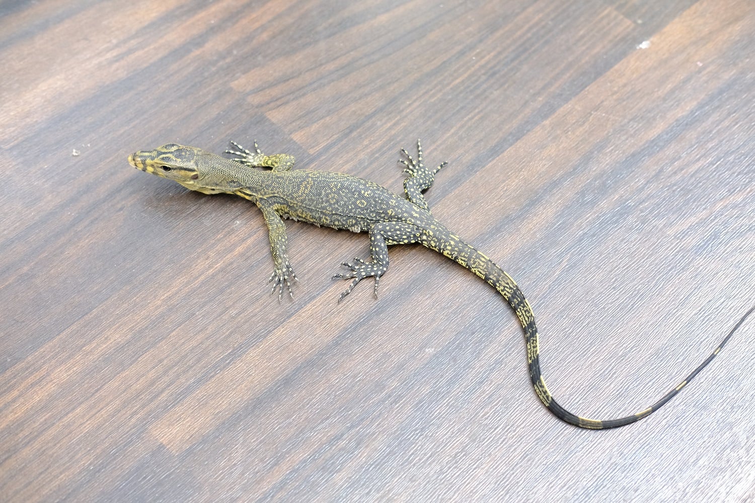 サルバトールモニター オビ島産