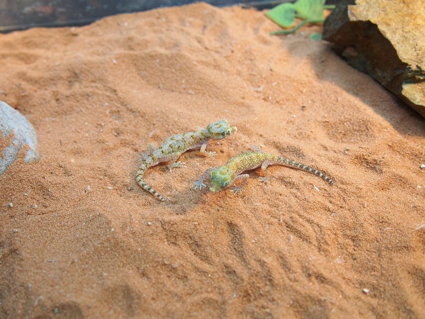 エレガンスボウユビヤモリ