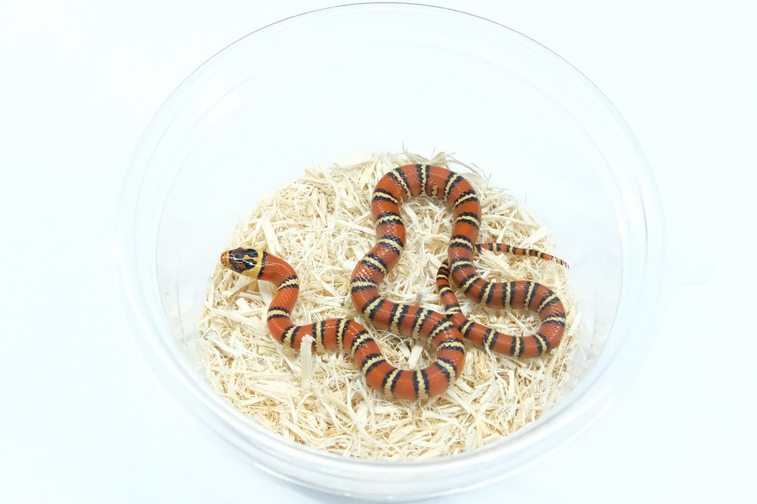 アリゾナマウンテンキングスネーク