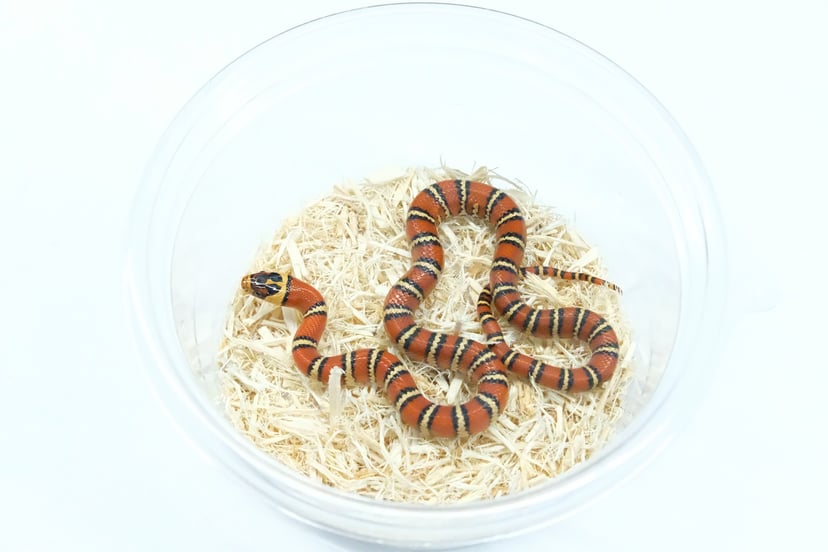 アリゾナマウンテンキングスネーク