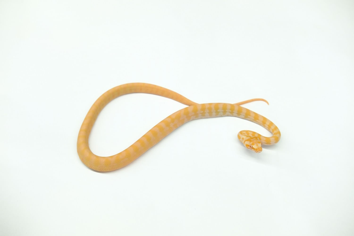 カーペットパイソン アルビノ