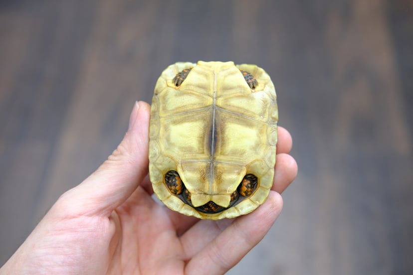 アカアシガメ