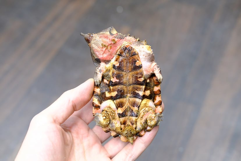 マタマタ