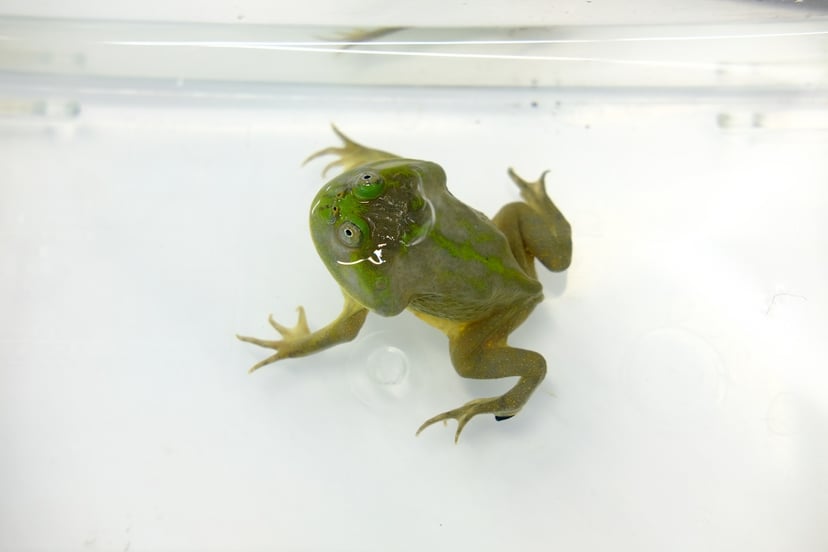 バジェットガエル