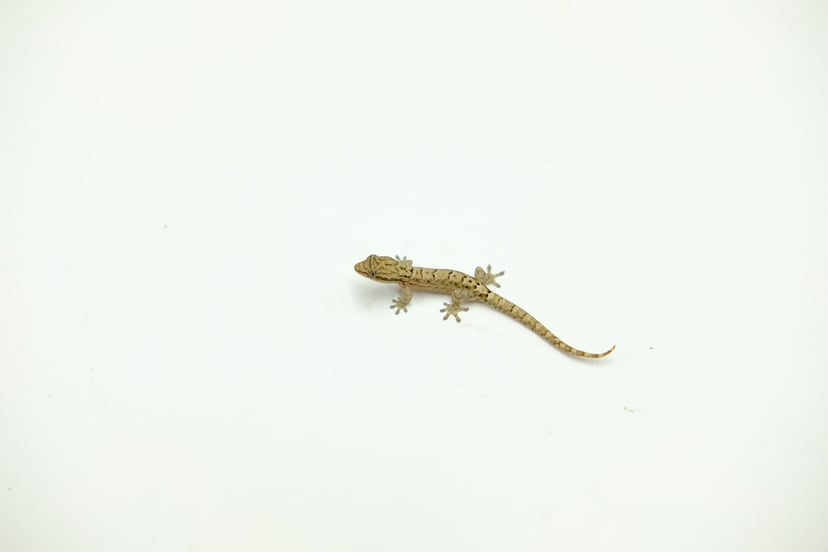 オガサワラヤモリ