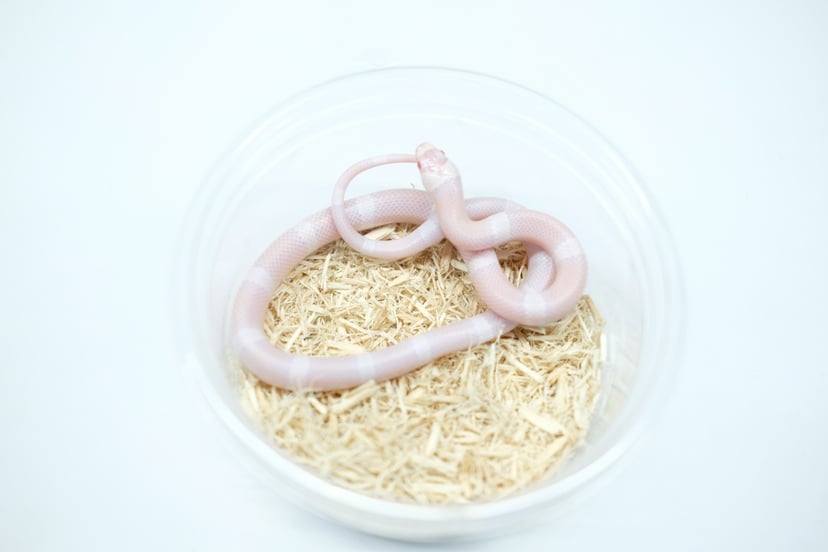 スノー