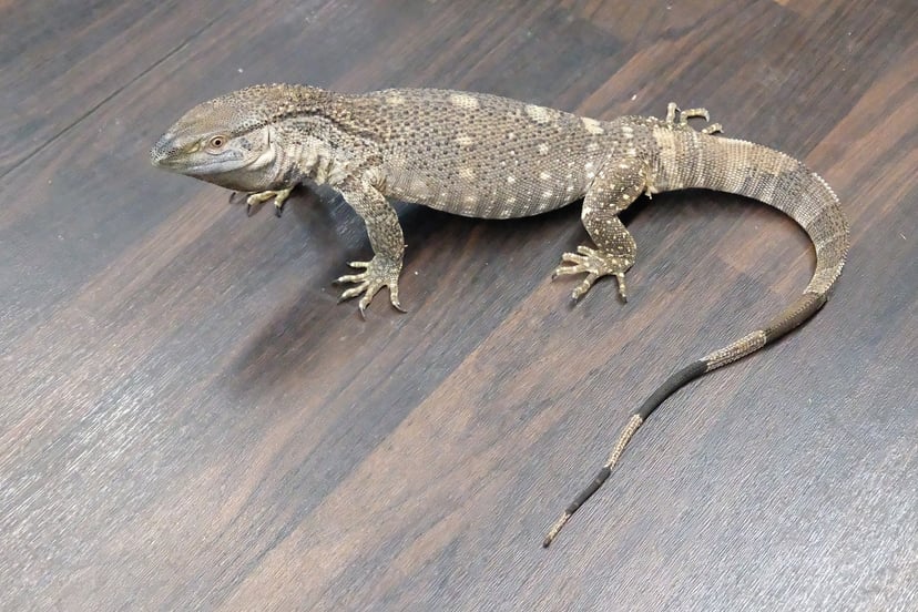 アフリカンロックモニター