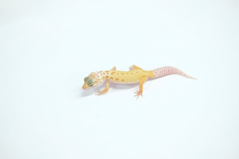 トレンパーアルビノリューシ