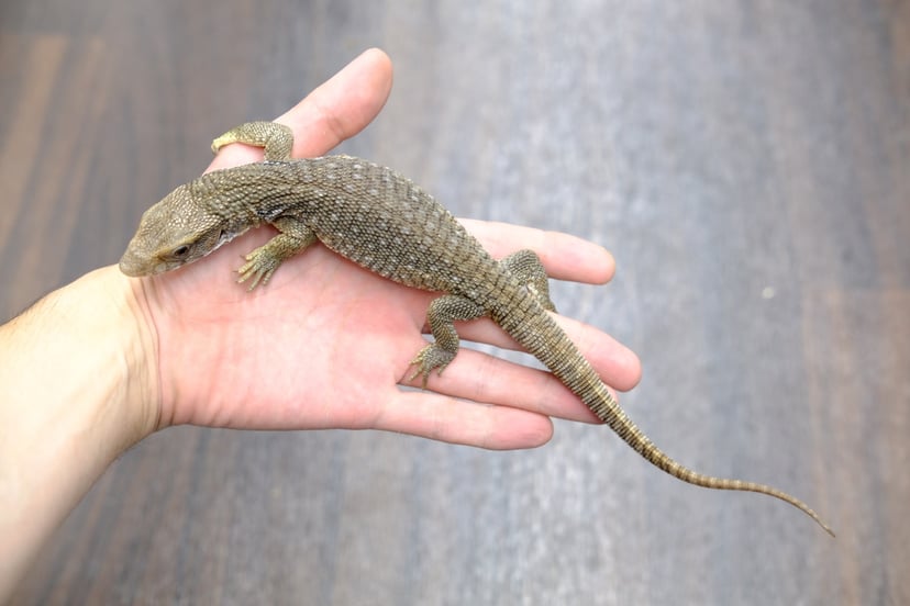 サバンナモニター