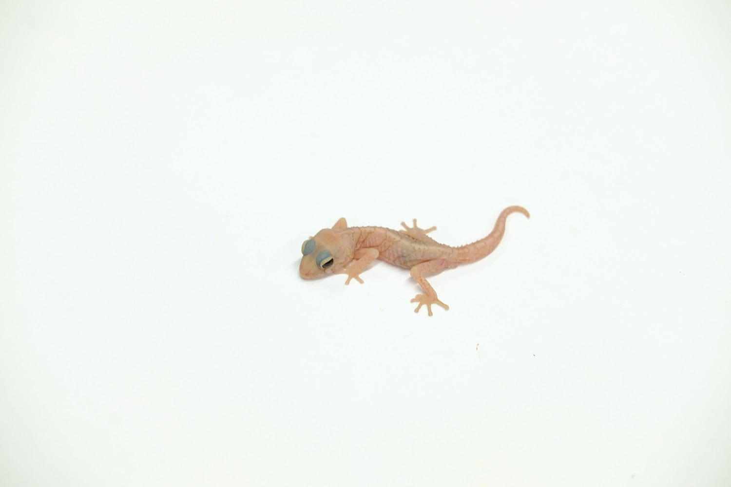 ソメワケササクレヤモリ マルーンアイ