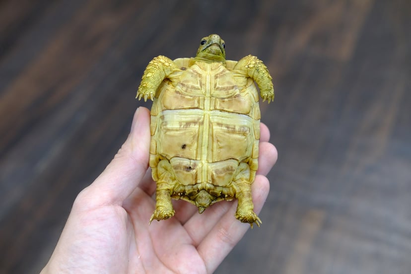 ヒョウモンリクガメ