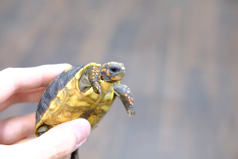 アカアシガメ