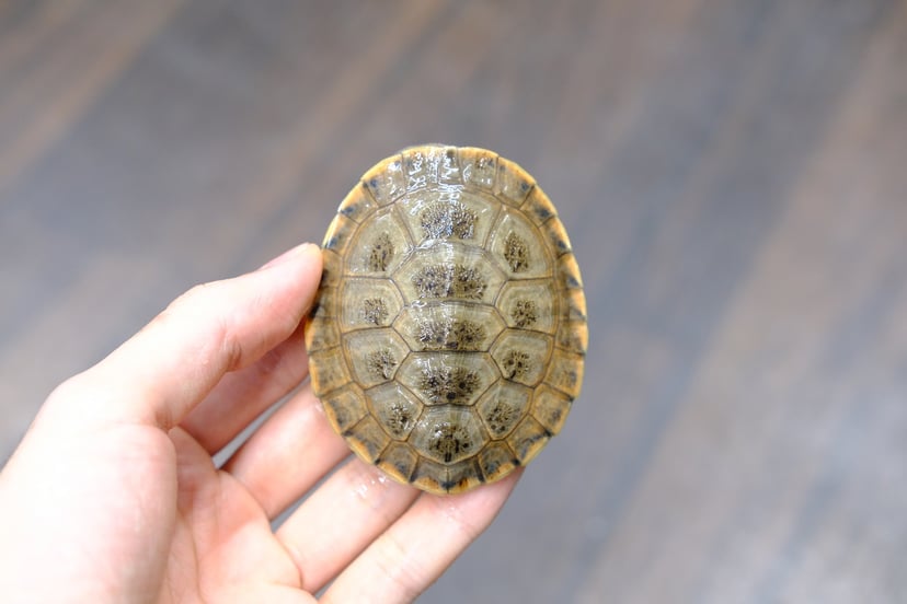 ヒラリーカエルガメ