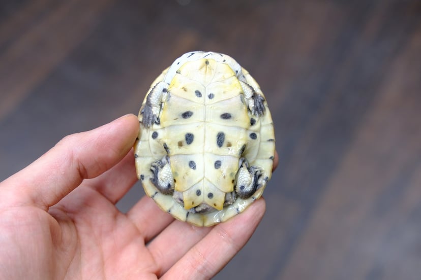 ヒラリーカエルガメ