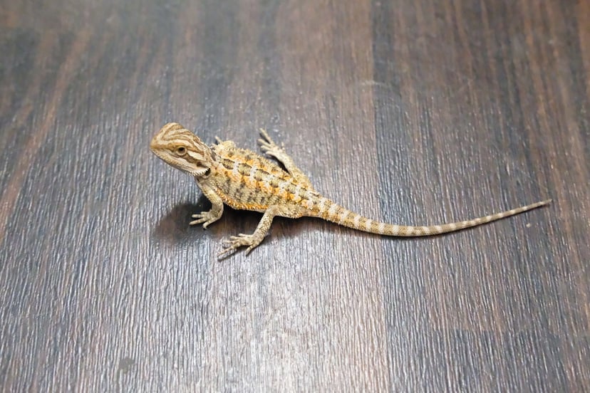 レッド
