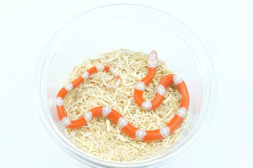T－アルビノ