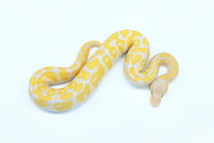 ラベンダーヘテロVPIアザン50％ヘテロパイド