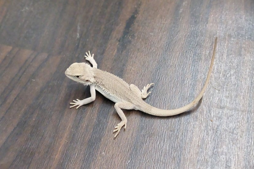 ゼロ