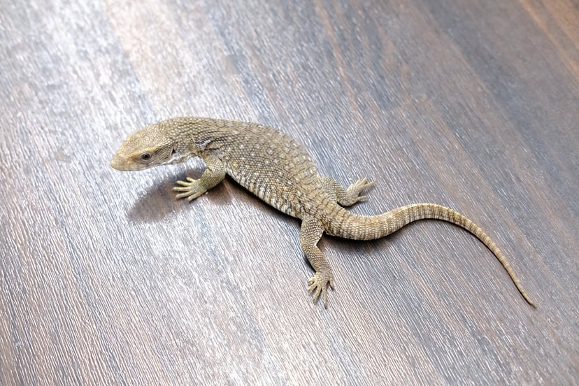 サバンナモニター