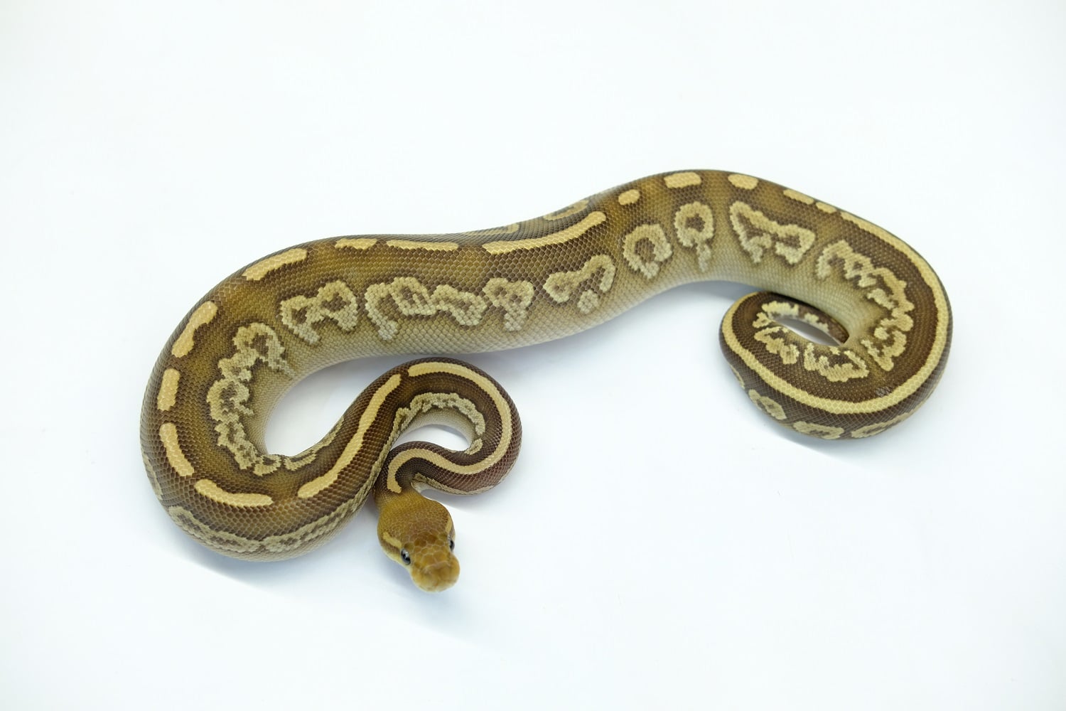 ボールパイソン モハべヘテロクラウンNyala or HRA or Nyala HRA