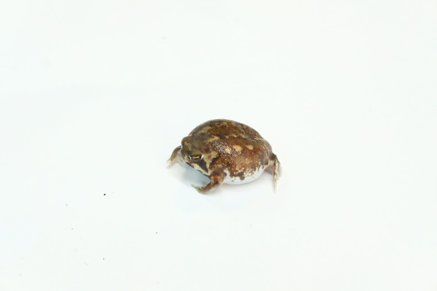 アメフクラガエル
