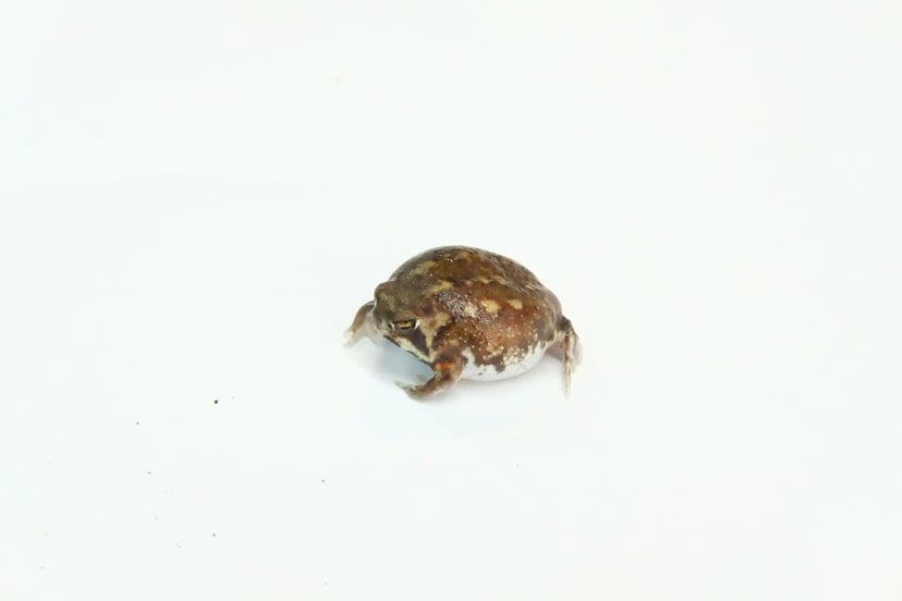 アメフクラガエル