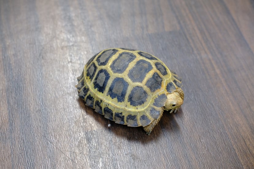 セレベスリクガメ
