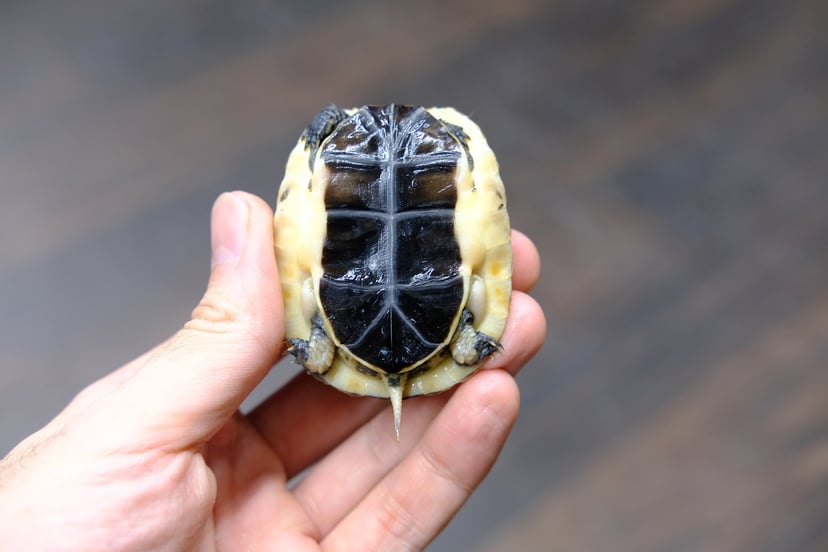 チュウゴクセマルハコガメ
