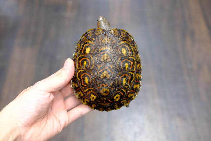 コスタリカアカスジヤマガメ