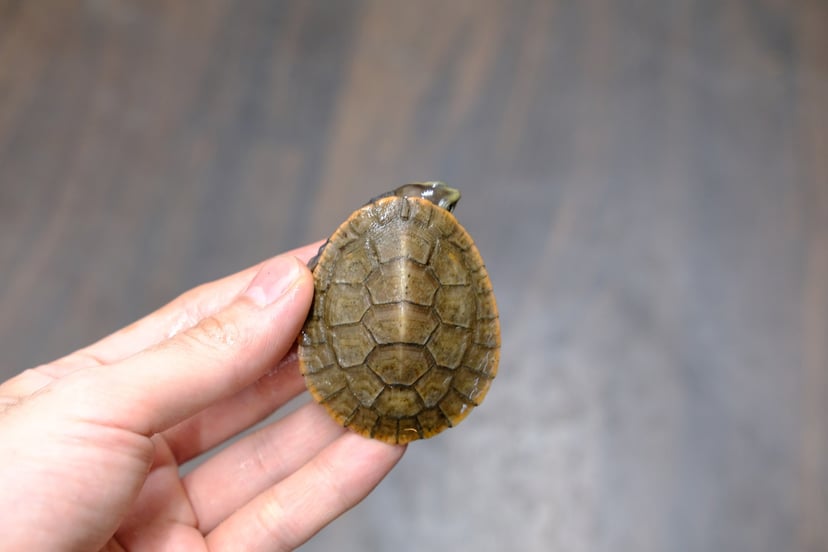 ニシキマゲクビガメ
