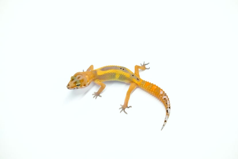 サイクスエメリン