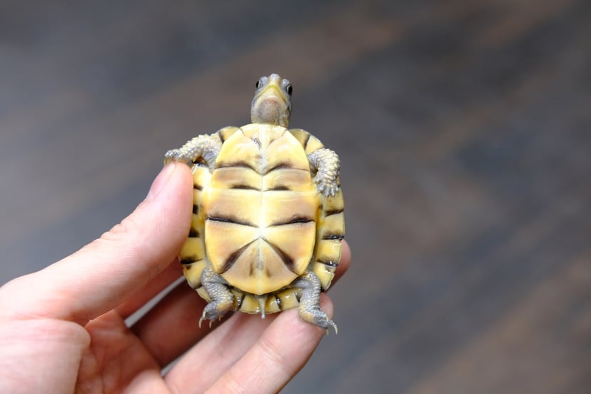 ガルフコーストハコガメ