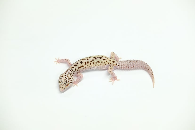 ステルス