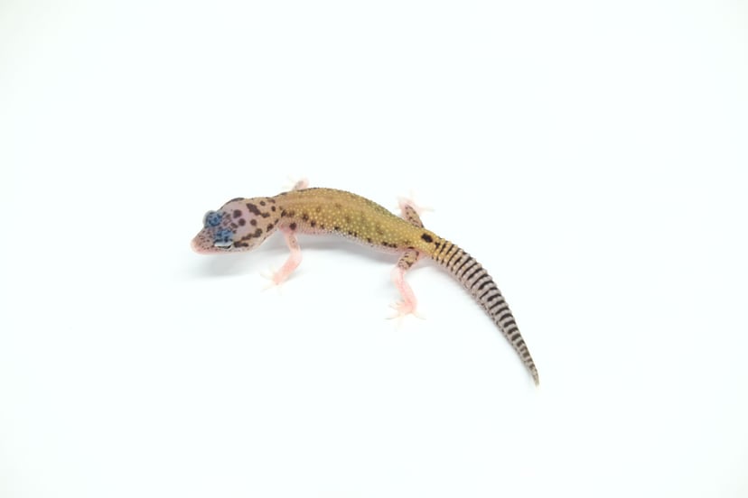 ハイパーザンティックエクリプス（ソリッドアイ）