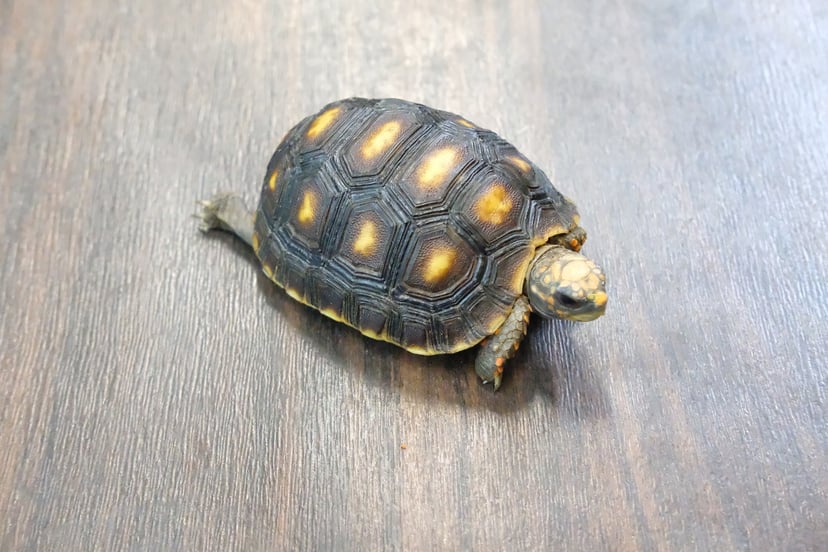 アカアシガメ