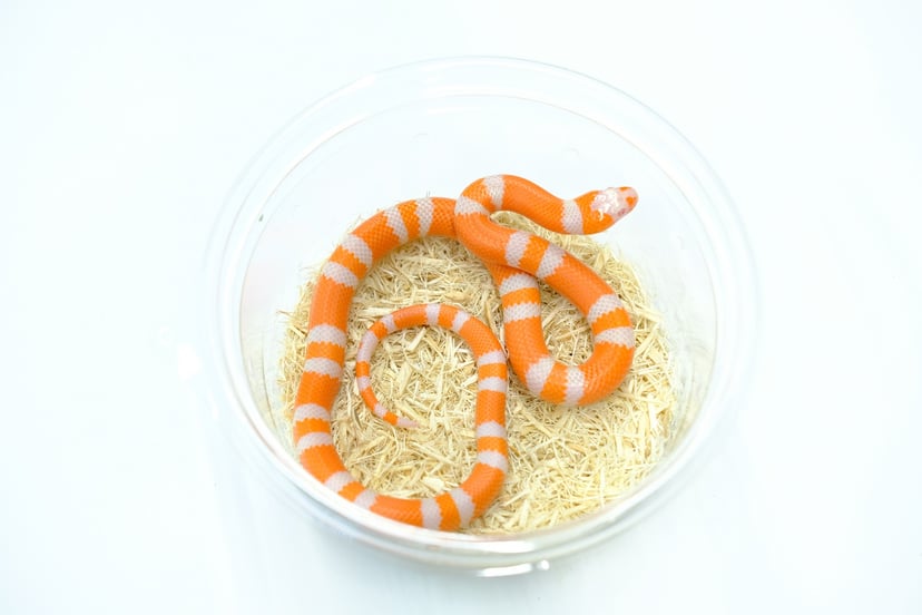 タンジェリンアルビノ