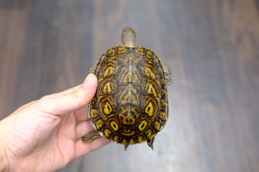 コスタリカアカスジヤマガメ
