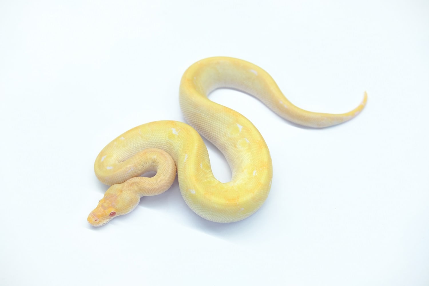 ボールパイソン アルビノシャンパンキャリコポッシブルエンチ