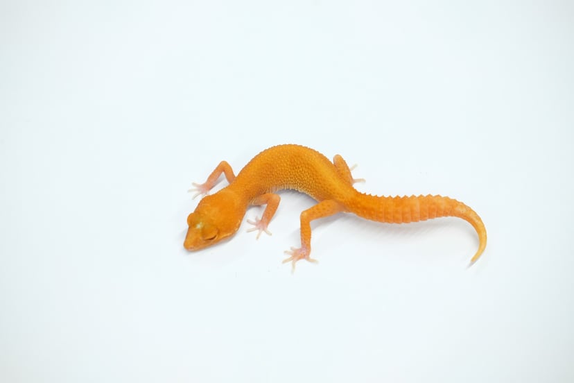 タンジェリンベル　フルキャロットテール